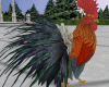 * Rooster Animated Furn.