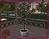 ℳ▸Tropical Pot
