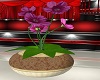 MP~TABLE PLANT 9
