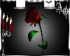 +A+ Victorian Rose