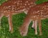 Couple Animated Deer