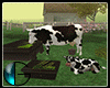 |IGI| Cow & Calf