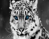 *J* Snow Leopard