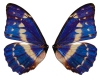 *P*Blue Butterfly wings