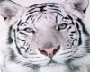 white tiger bundle