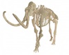 Stone Age Mammoth Bones