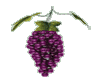 "M"Purple grapes