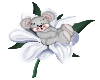 Flower Bear 1
