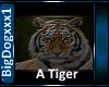 [BD]A Tiger
