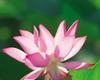[SH11]Pink Lotus Blossom