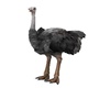Ostrich animated