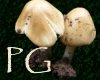 Wild Mushrooms Sticker