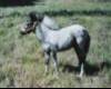 My Horses Picture
