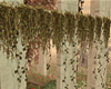 Ivy Plants Minimalist