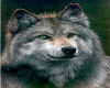My Pet Wolf