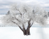 *Tree Winter 2