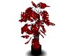 Red Scindapsus Plant