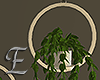-E- Hanging plants
