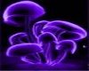 Purple Mushroom Bar