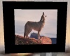 coyote picture