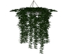 Hanging Ivy Plant