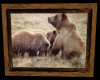 Montana Grizzly Bears