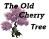 The Old Cherry Tree