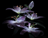 6v3| Purple Flower Light