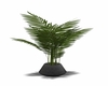 Palm leaf plant