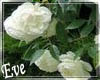 c White Rose Vine