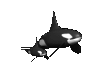 Killer Whale w/baby