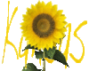 Kansas/Sunflower BG Fill