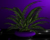 Purple Haze Plant 3