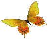 Butteryfly