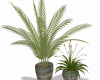 Plants Duos