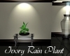 Ivory Rain Plant