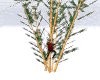 FA:☻☺Bamboo Climbing