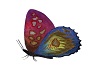 muti colour butterfly