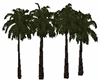 Treeline Palms