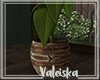 *VK*Dahlia plant