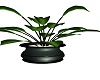teal  plant
