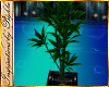 I~Club Exotic Plant