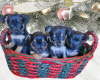 TF* Basket of Puppies