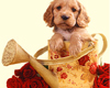 puppy in a watering can