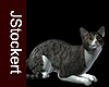AP Grey Tabby Cat #3