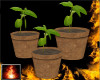 HF Seedling Pots