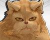 Theo Persian Cat