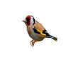 Goldfinch Bird