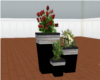 {Q} Elegant Trio Plants