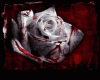 Bloody Rose